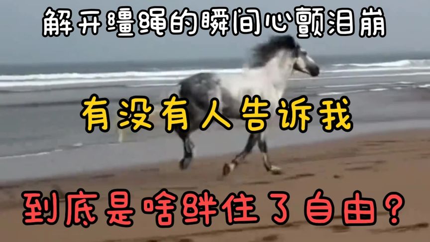 解开缰绳的瞬间心颤泪崩，谁能告诉我，到底是啥绊住了自由？