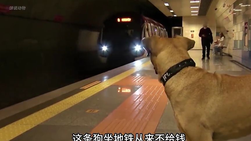 狗狗每天坐地铁却不给钱，每天跨越几十公里，背后的原因让人泪目