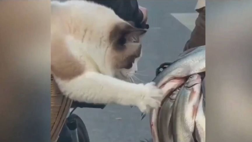 猫咪陪主人等红绿灯，猫咪试着去拿美女的鱼，后边的事哭笑不得!