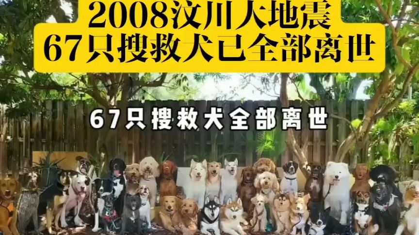 汶川地震后，67只搜救犬全部离世，英雄们的最后一张合影。
