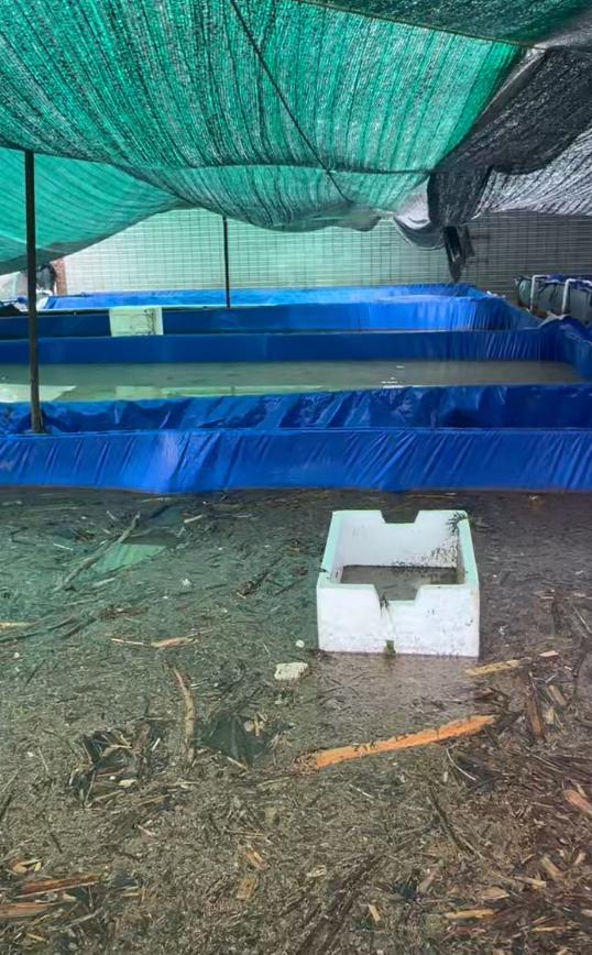 重庆永川暴雨致一养殖厂黄鳝牛蛙被泥石流冲走，老板：损失几十万，一夜之间都成泡影-图3